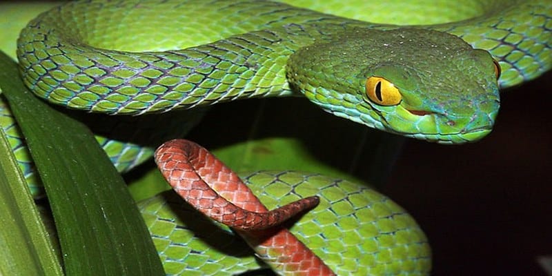 Sổ mơ lô đề con rắn lục xanh